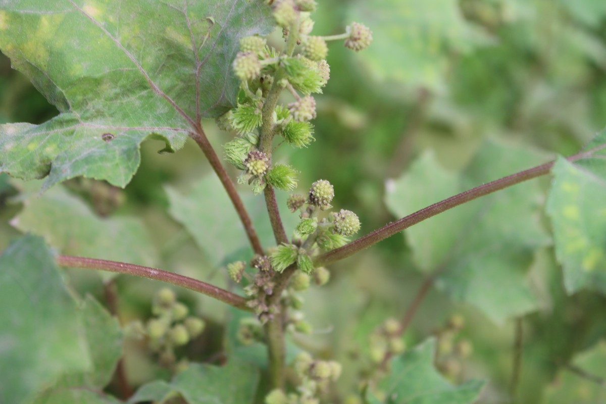 Xanthium strumarium L.